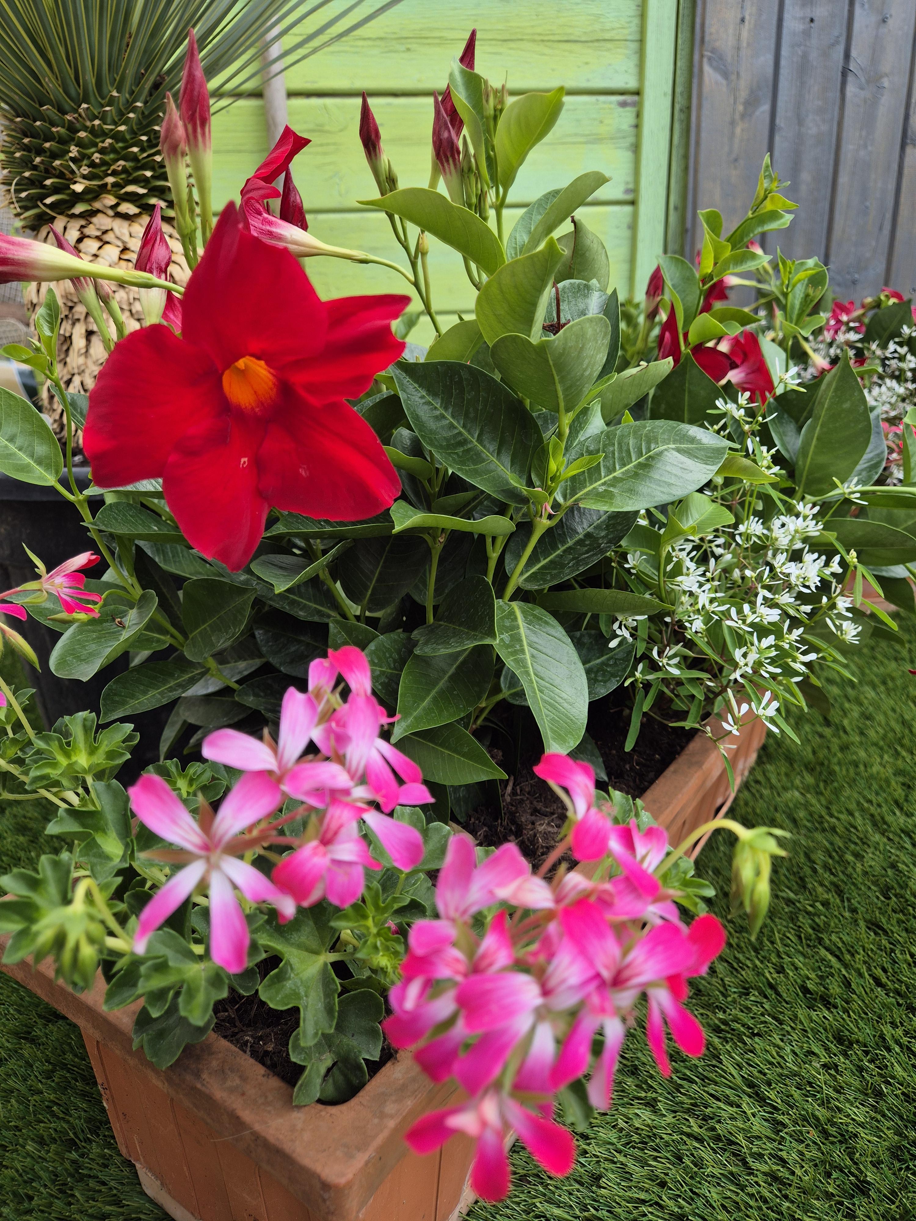 Plante annuelle
