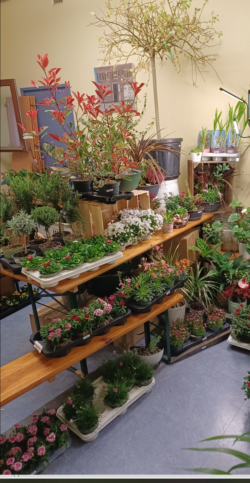 Plantes extérieur