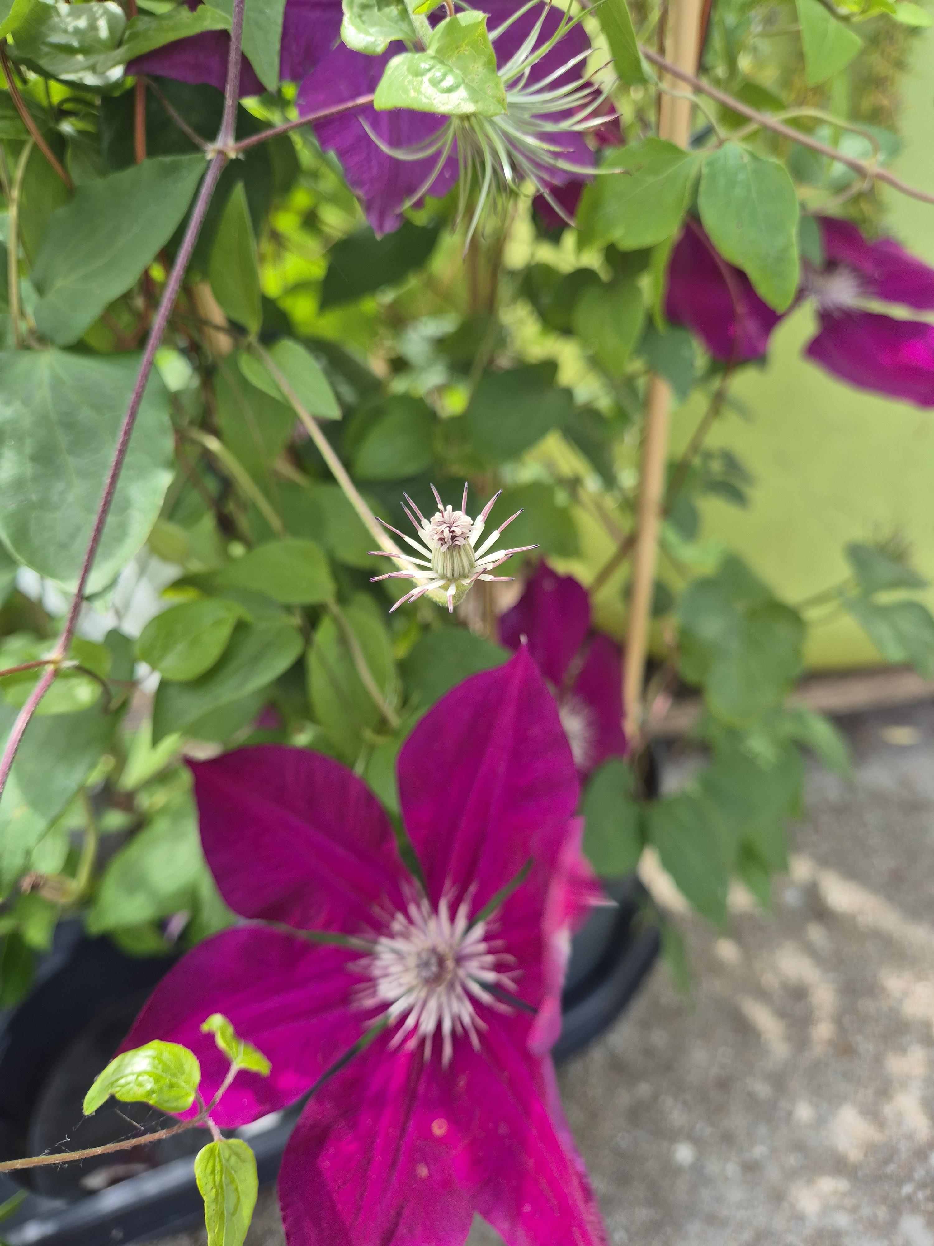 Plante grimpante