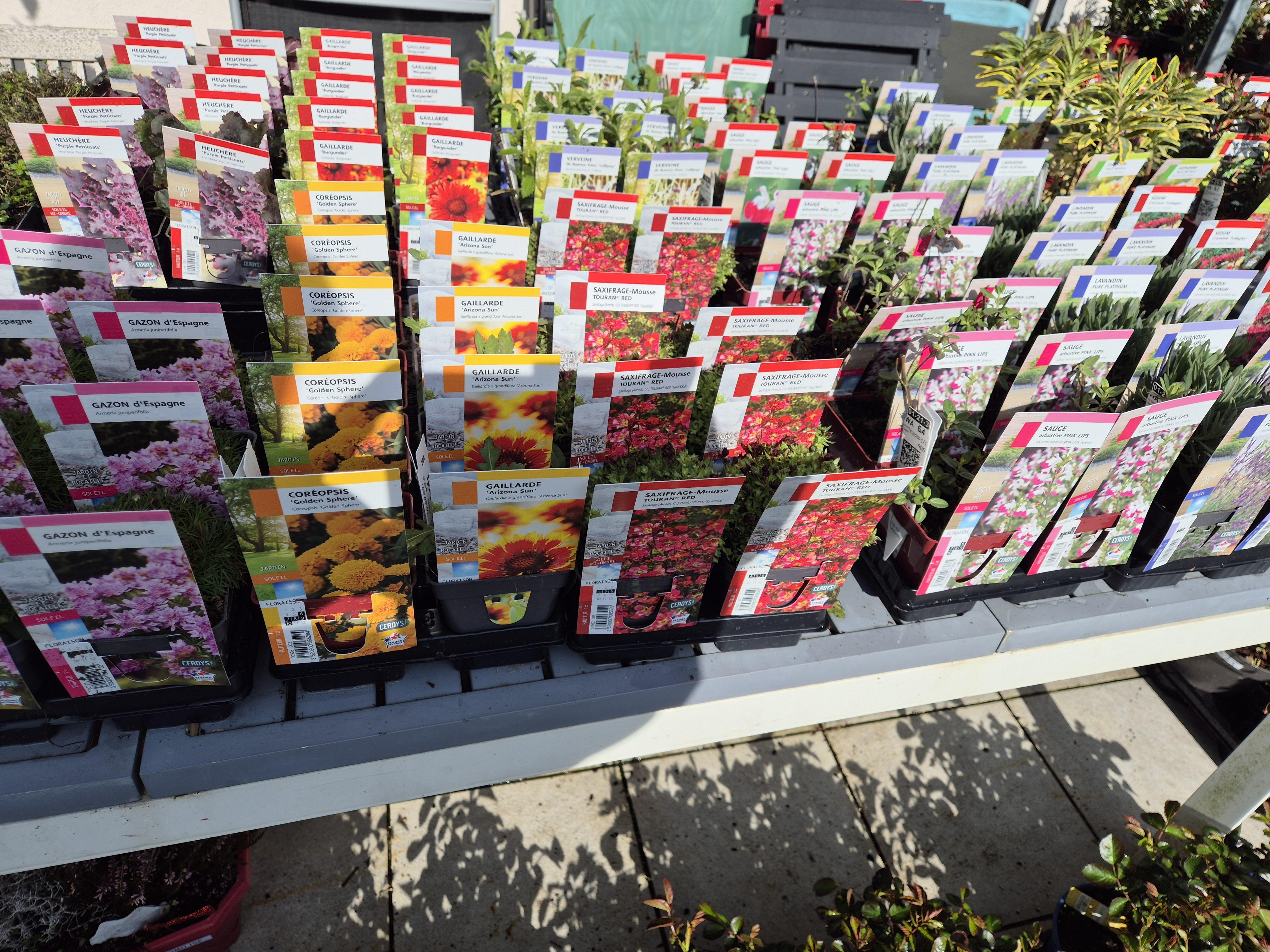 Plantes vivaces