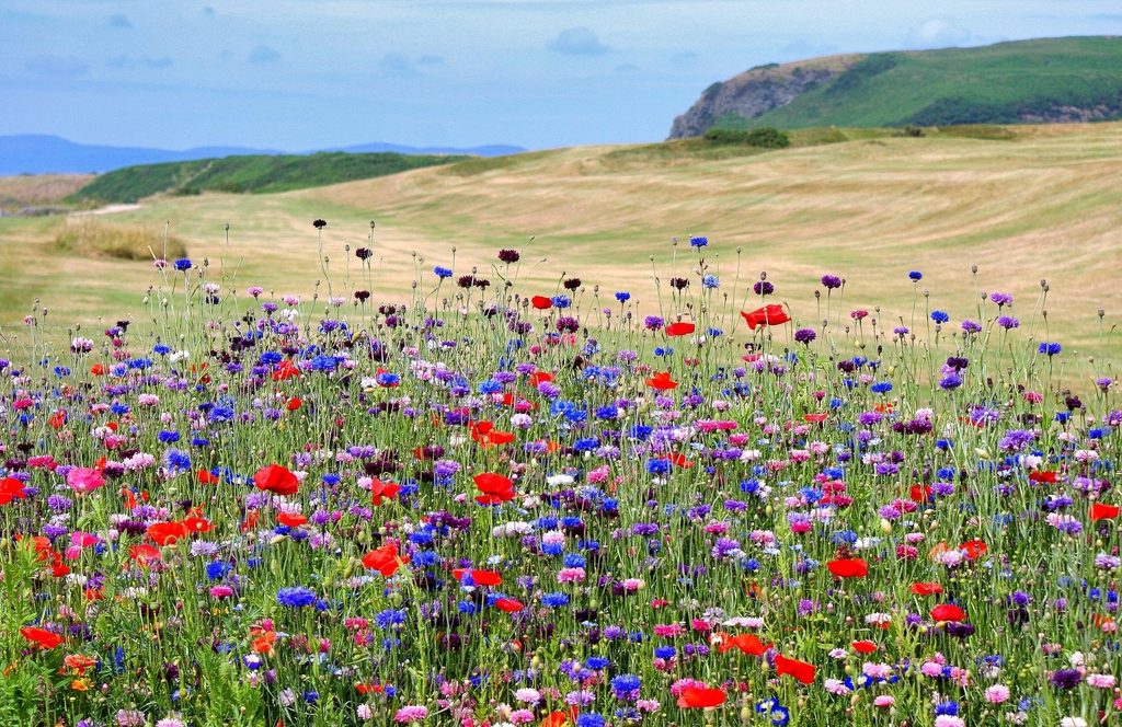 Shiskine golf calendars