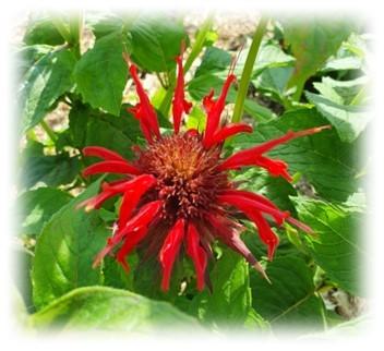 Des produits sains et gourmands avec des plantes que je cultive en agriculture biologique, dans le Jura.