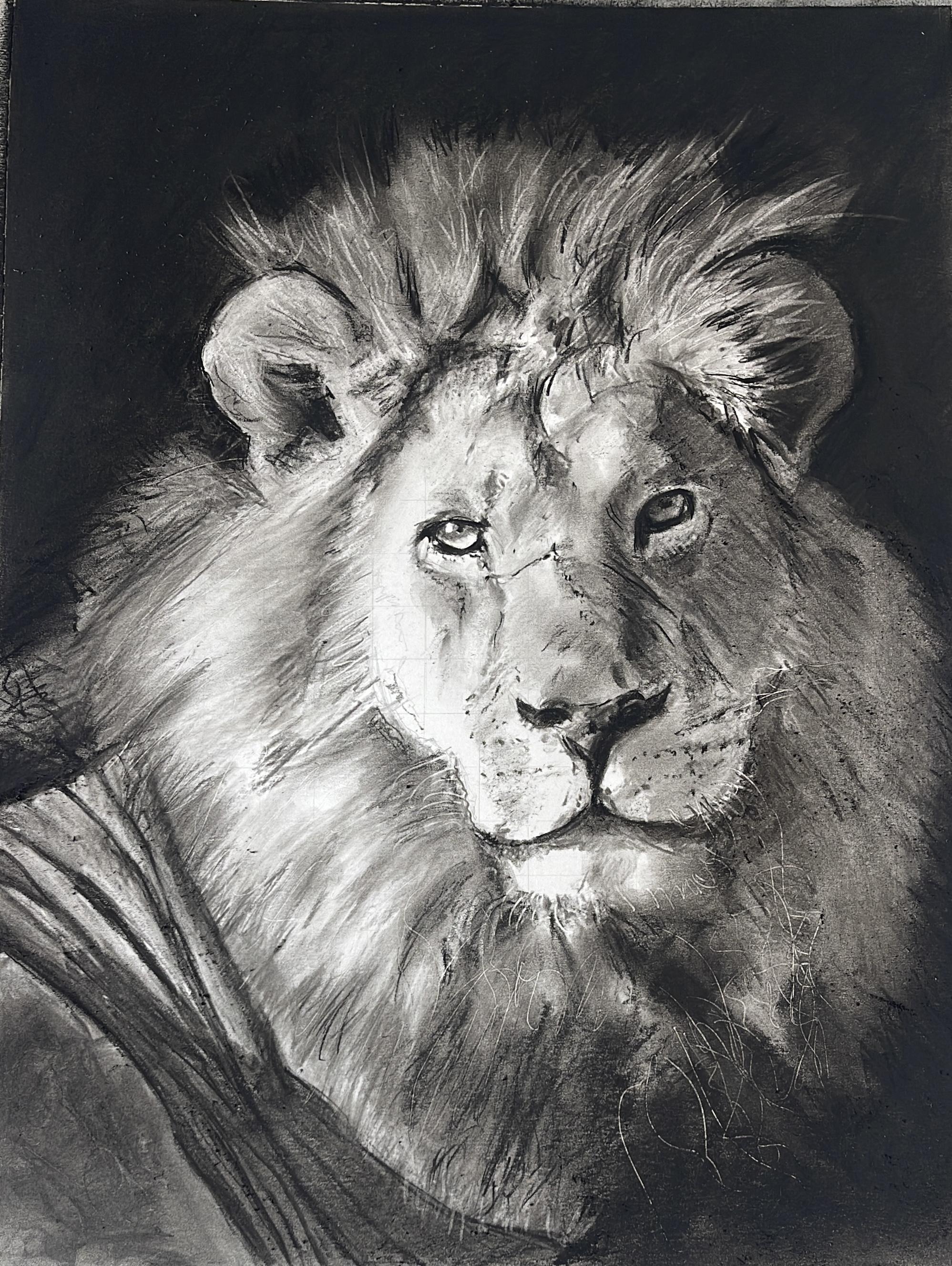 Wildlife Safari