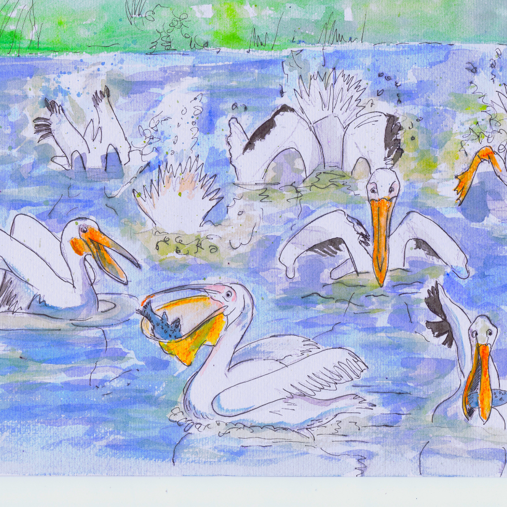 Illustrations – from nature notes, to poems and storybooks