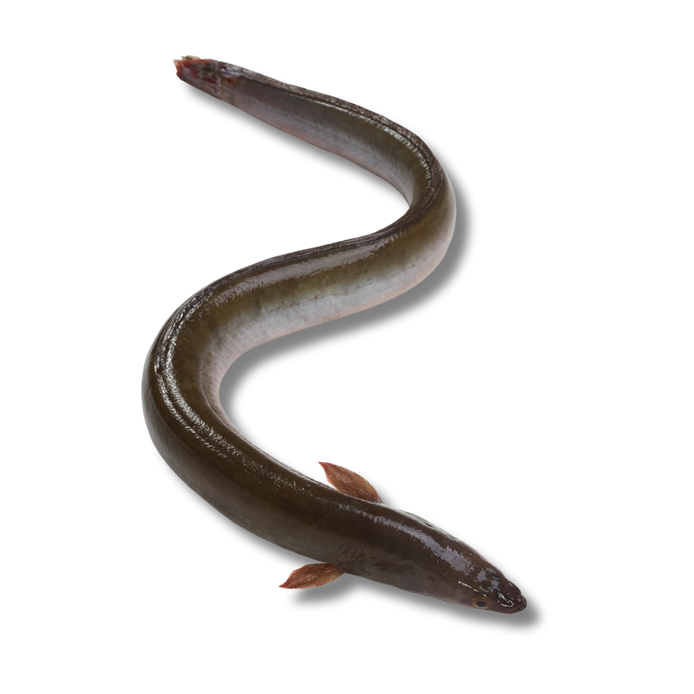 banner_image