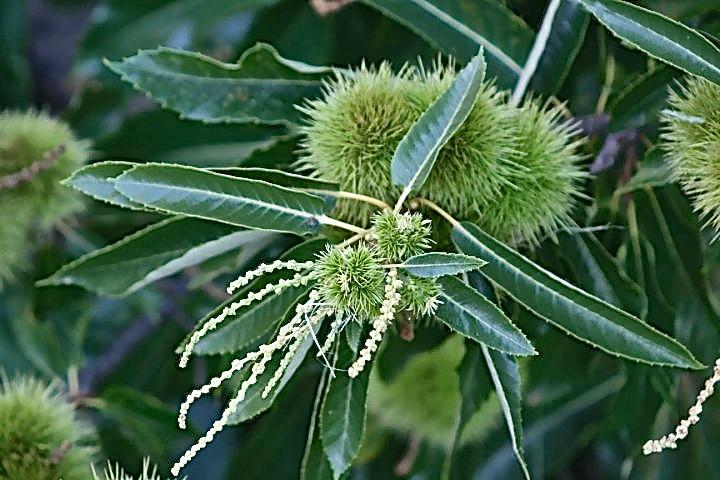 les murs en pierre sèche, supports pour l'agriculture