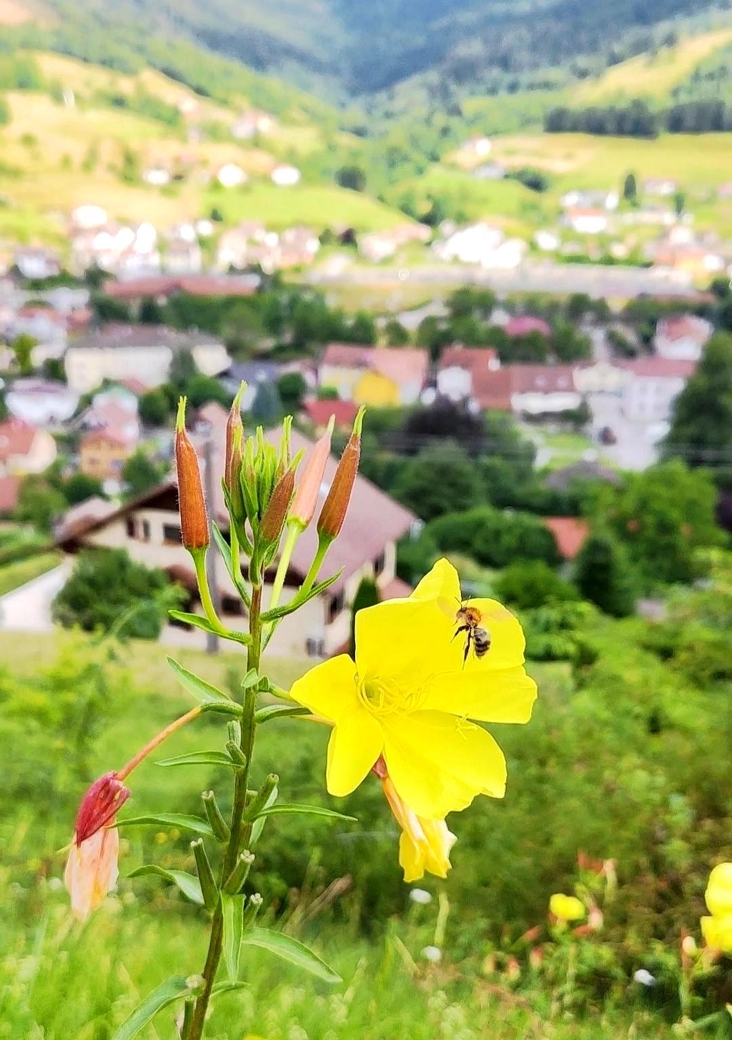 Le calendrier de notre présence en manifestation, salons, foires, marchés de producteurs et d'artisans, portes ouvertes, visites guidées de découverte et les ateliers.  