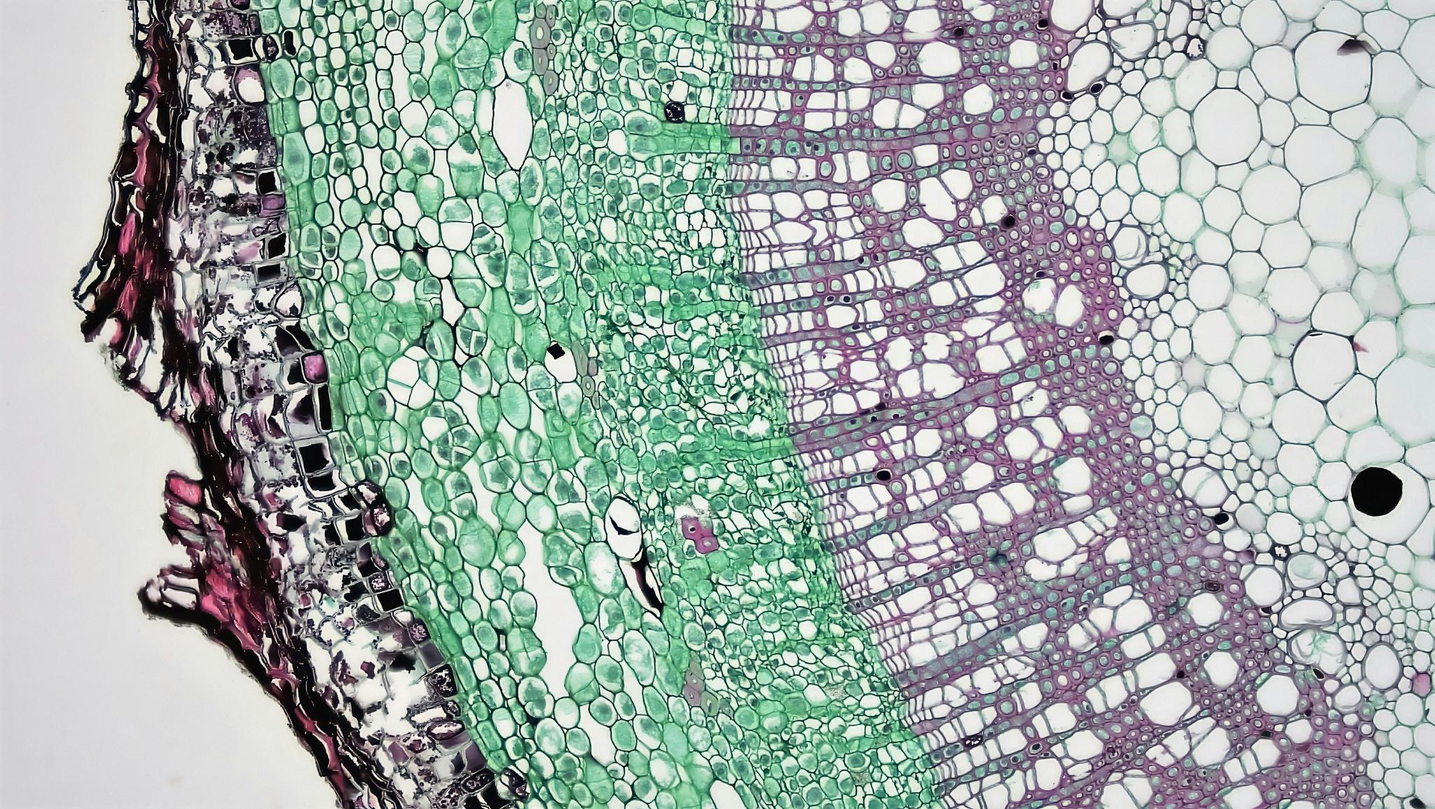 Section image