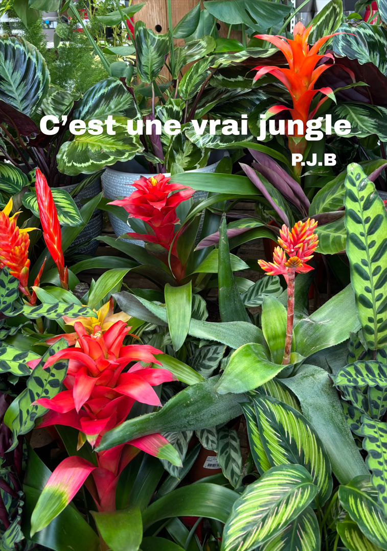 banner_image
