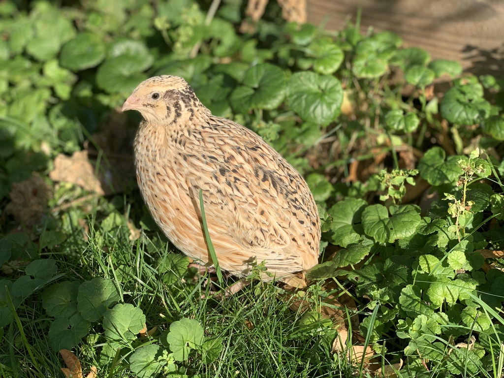 Vagtelgaarden - en sund og naturlig vagtel
