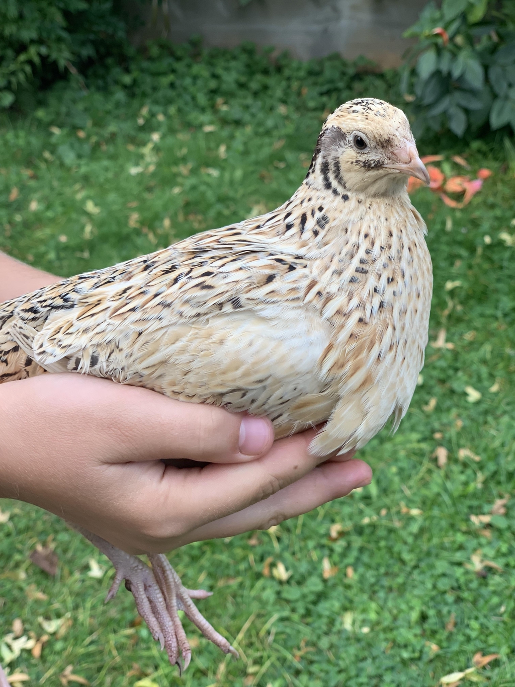 Vagtelgaarden - verdens sødeste vagtel