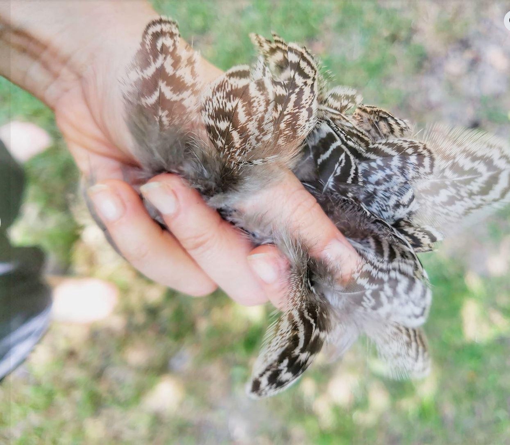plumes de poules de race qui pond des œufs colorés pour les transformer en bijoux
