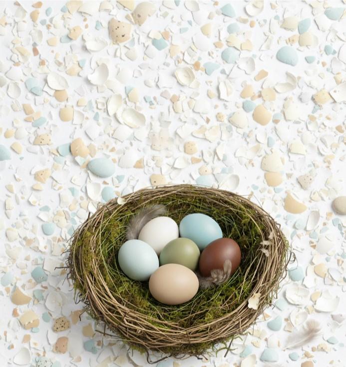 nid d'oeufs de poules de couleurs pour fond "eggs-traordinaire" bijoux en coquilles d'oeufs