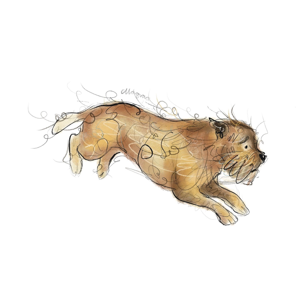 Children’s book illustration 
