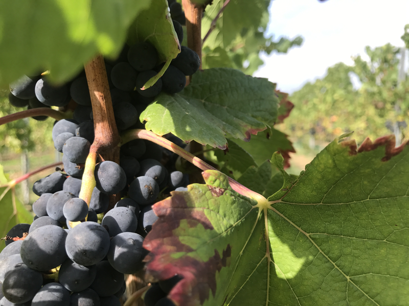 Rotwein