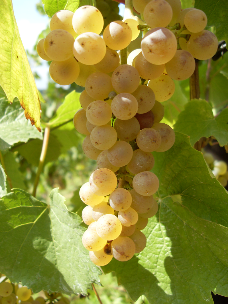 product_list_image_cover