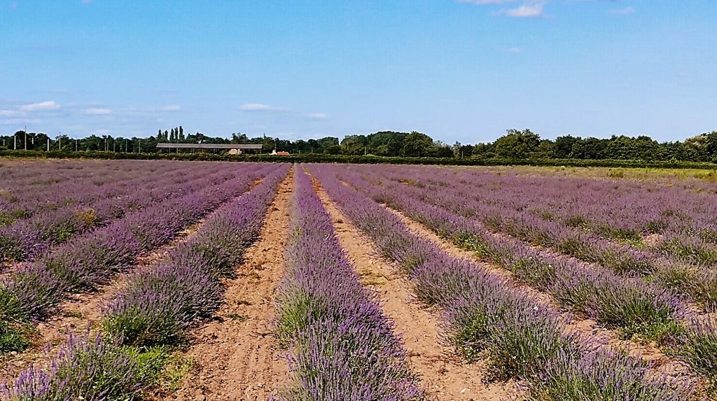 Juliette et Henri
 Producteurs de fleurs de Lavandin Berry lavande bien etre eau florale, plante
