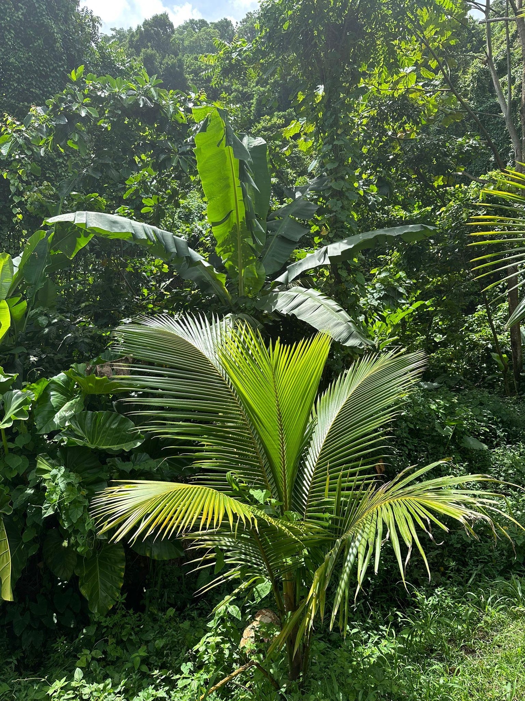 Site de Privatisation de votre Forêt tropicale sacrée préférée