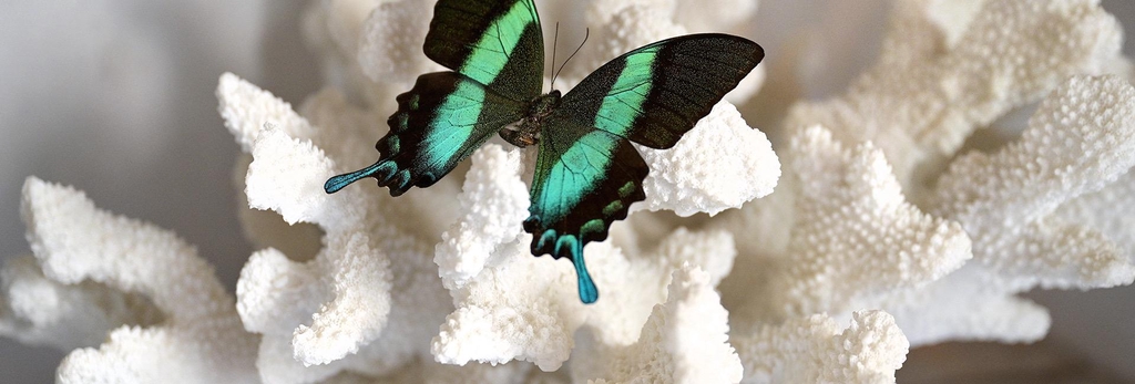 Paillis Blumei sur un corail blanc