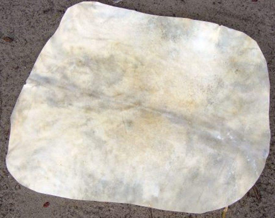 Peaux de chèvres pour la réparation de le montage de percussions