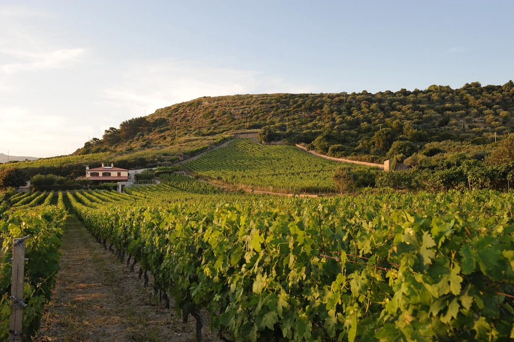 La tenuta Oggianu, nei pressi di Bosa, dove nasce la nostra Malvasia. 