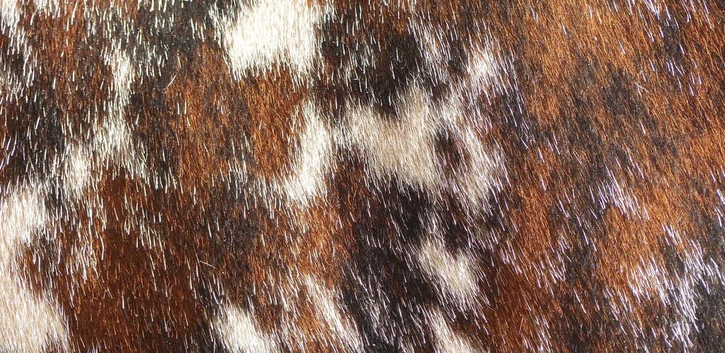 Portez les couleurs de la race Normande