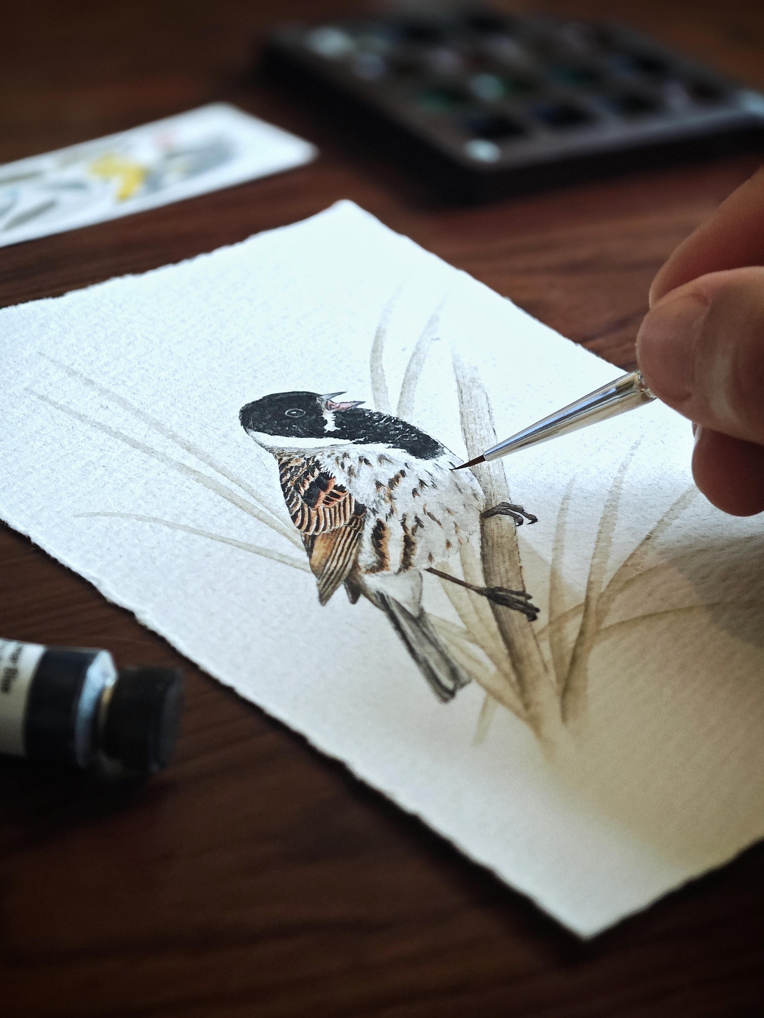 Dessin Bruant des roseaux Emberiza schoeniclus Reed bunting