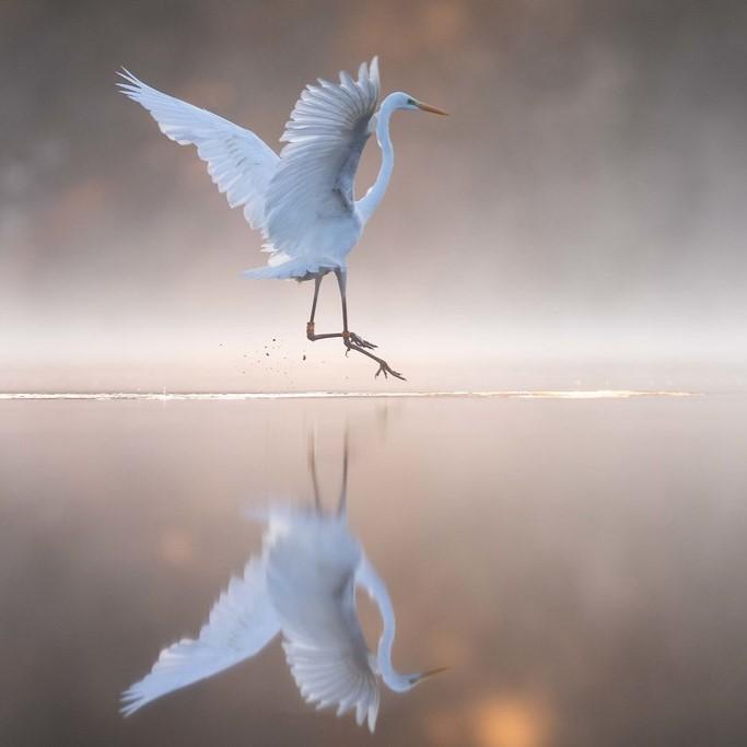 Grande Aigrette Ardea alba Great white egret