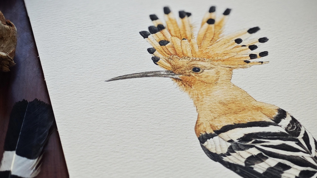 Huppe fasciée Upupa epops Eurasian Hoopoe