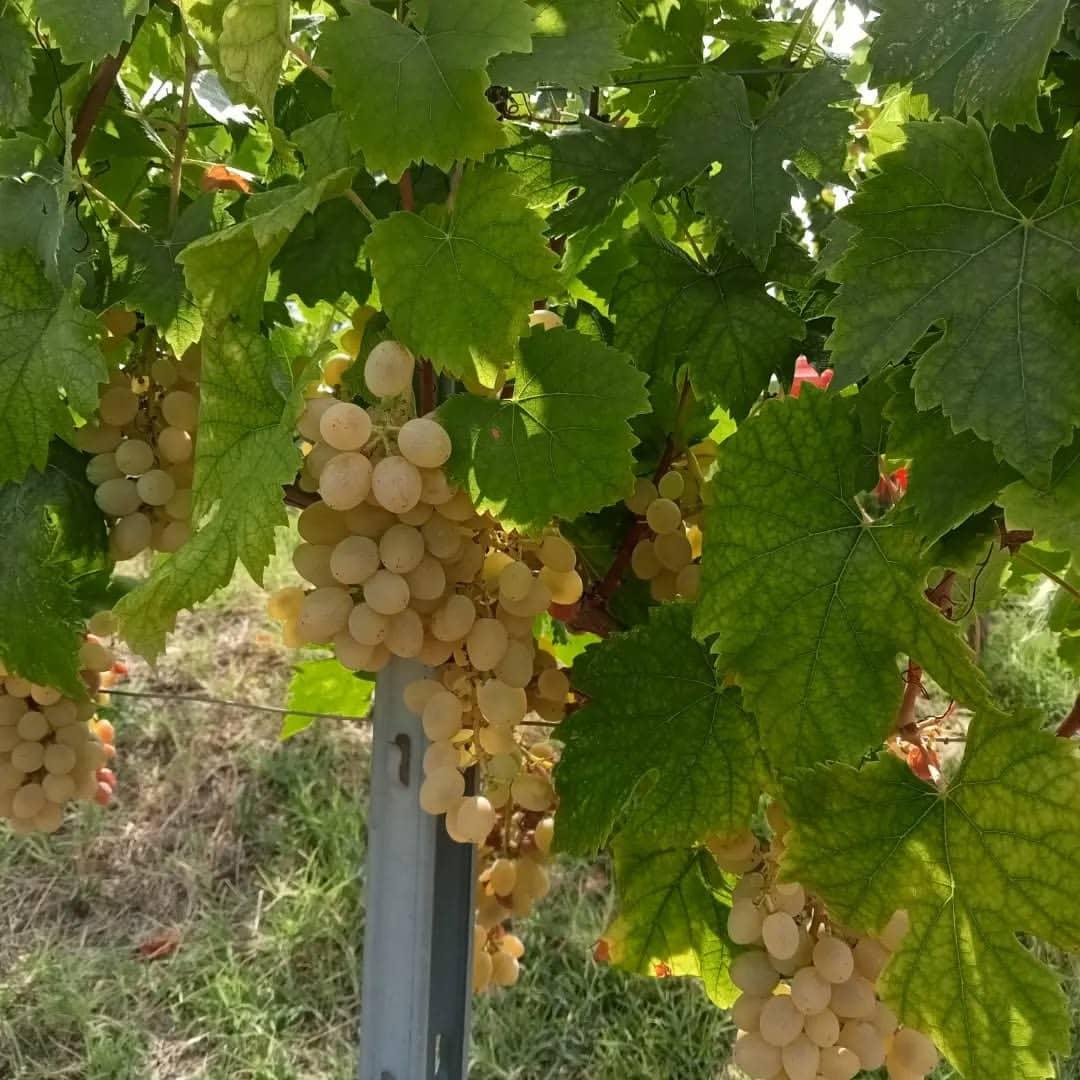 Andrea Scovero biodyn Asti ITA