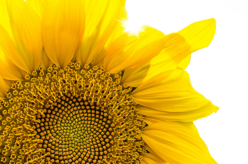Sonnenblumenwachs Kerzen