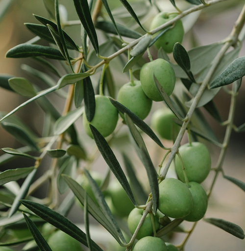Olivenwachs Kerzen