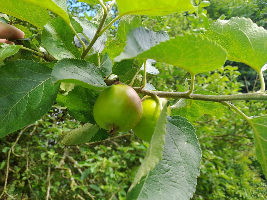 Heartlands Orchard 
We grow, We produce, We sell