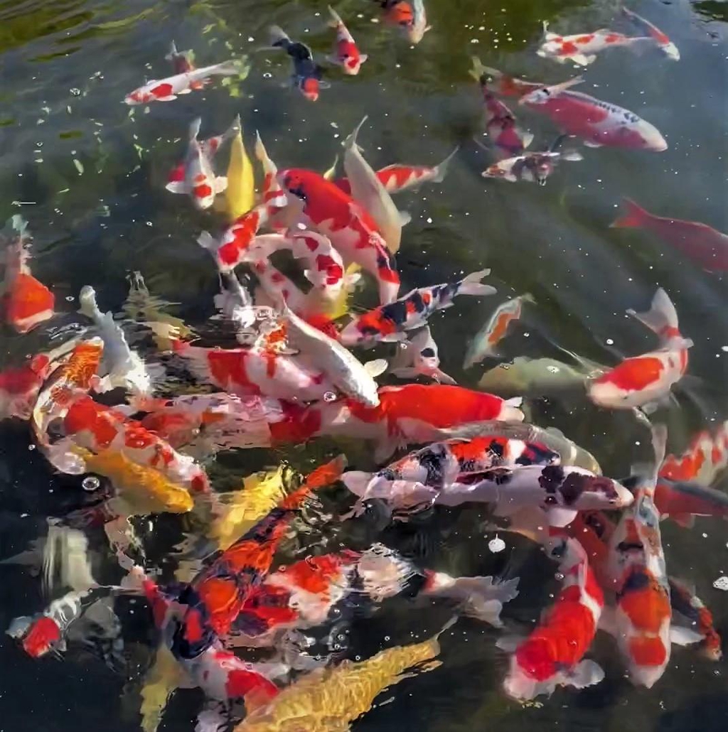 KOI for Sale 
The fish featured here are a selection of our stock. If you can't find what you are looking for - please message or call on 07940456004