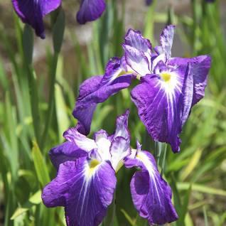 product_list_image_cover