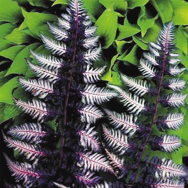 Ferns, Bog plants and Marginals 