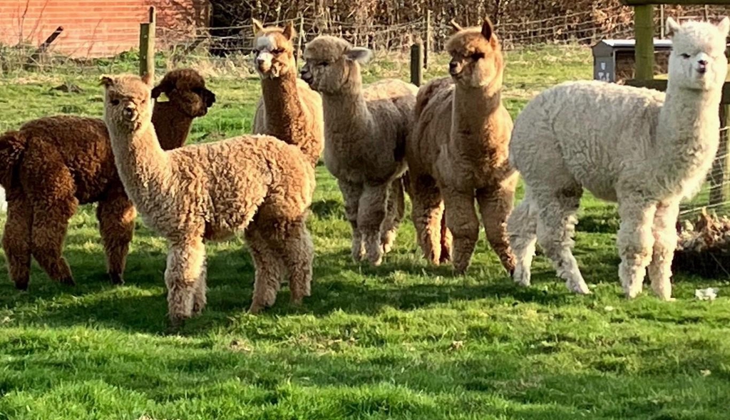 Luxury alpaca merchandise