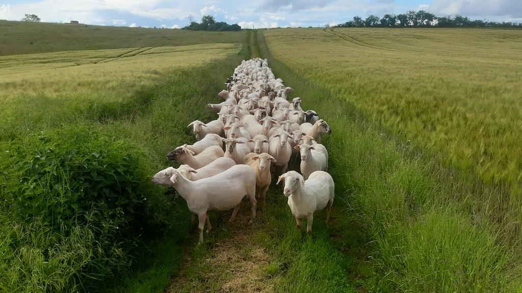 Troupeau de brebis Mérinos dans l'Yonne en Bourgogne. 