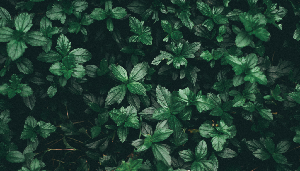 banner_image
