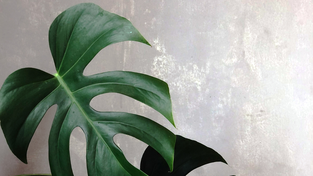 banner_image