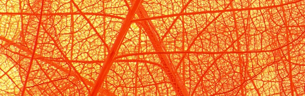 Family & Local research for any budget.