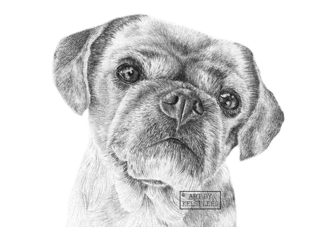 Pet Portraits