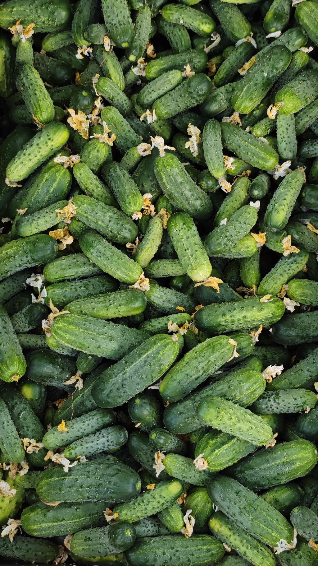 Ogórki gruntowe, ekologiczne do kiszenia. 