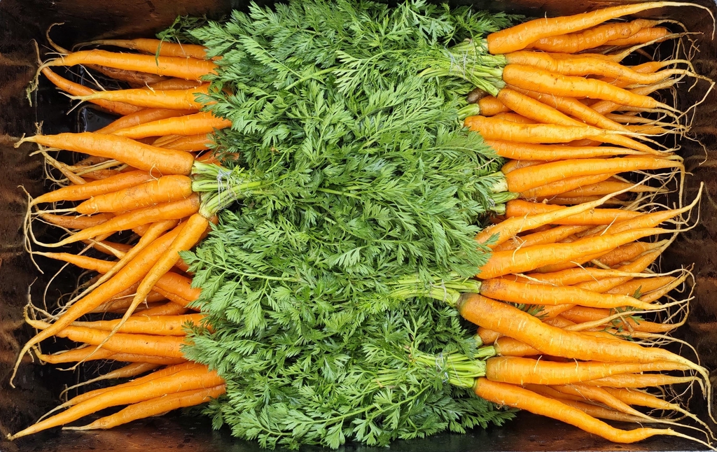 🥕 Młoda marchew prosto z ziemi!