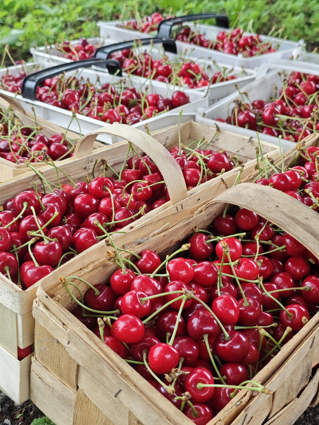 🍒 Słodycz lata prosto z naszego sadu!
