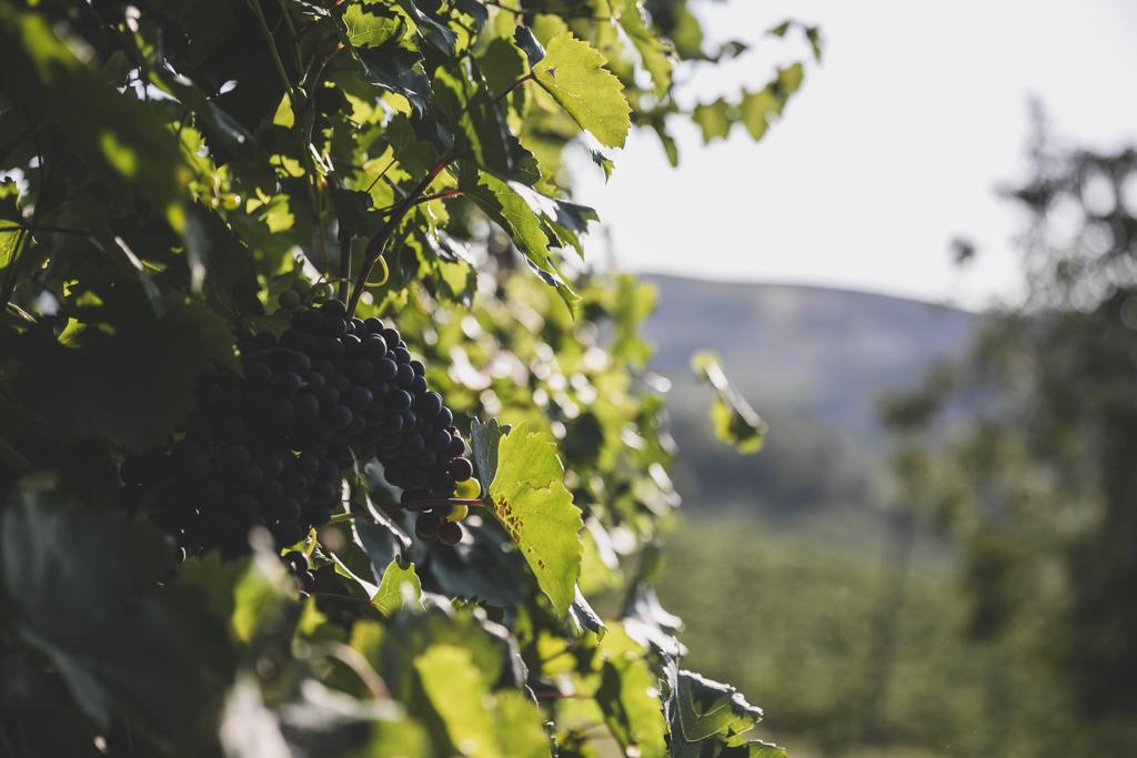 Dezza 1890 Winery | Cantina e Vendita Online Vini Oltrepò Pavese