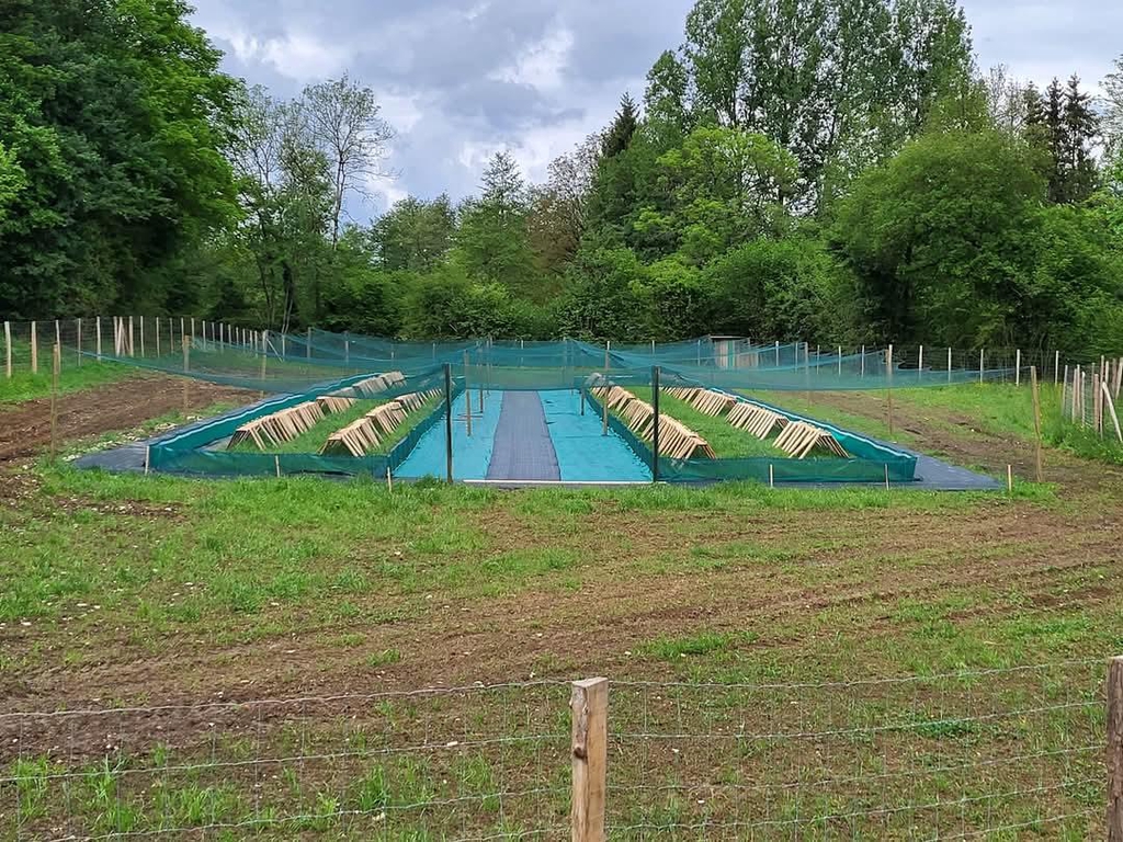 Les escargots argonnais 