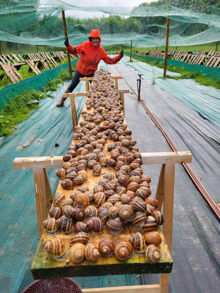 Les escargots Argonnais 