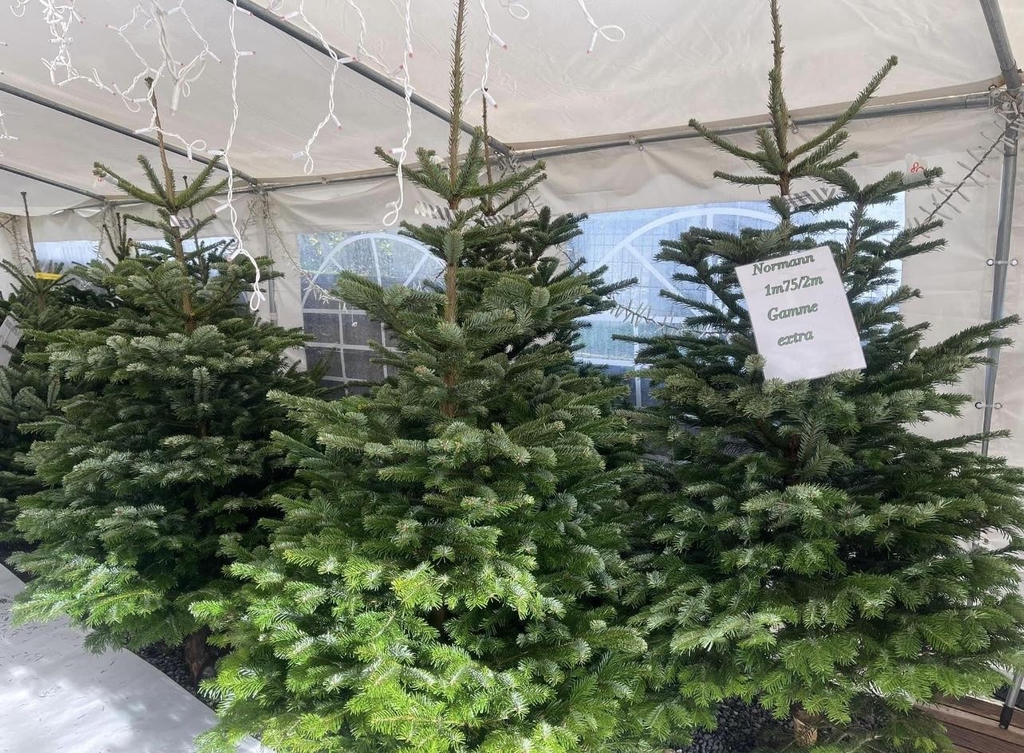 Sapin de Noël Normann et Épicéa 