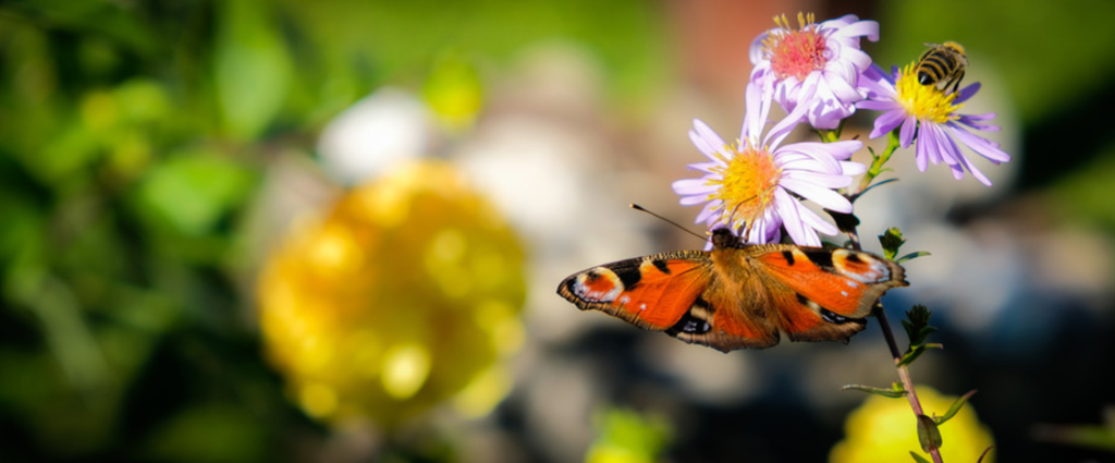 Ho creato questo luogo affinché tu potessi prenderti cura di te stessa con gioia e piacere, accompagnandoti verso il tuo vero splendore, attraverso magici trattamenti per la bellezza e il relax, utilizzando cosmetici efficaci, naturali ed ecosostenibili.